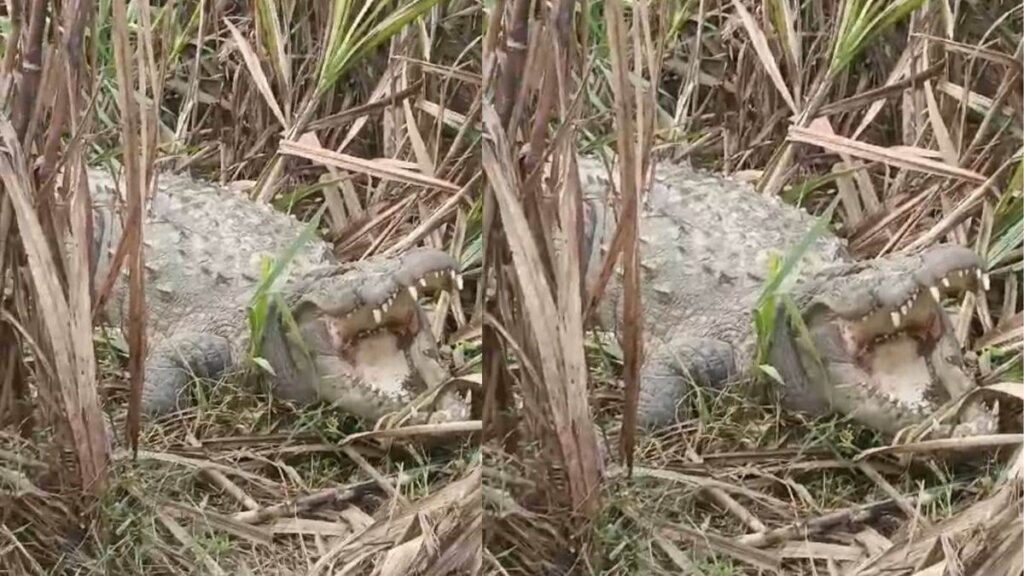 गन्ने के खेत में विशालकाय मगरमच्छ देख ग्रामीणों में मचा हड़कंप , वीडियो सोशल मीडिया पर हो रहा वायरल