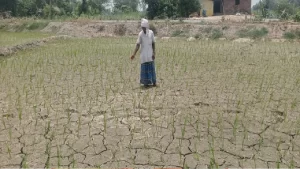 खेत की सिंचाई कर रहे किसान की सर्पदंश से मौत