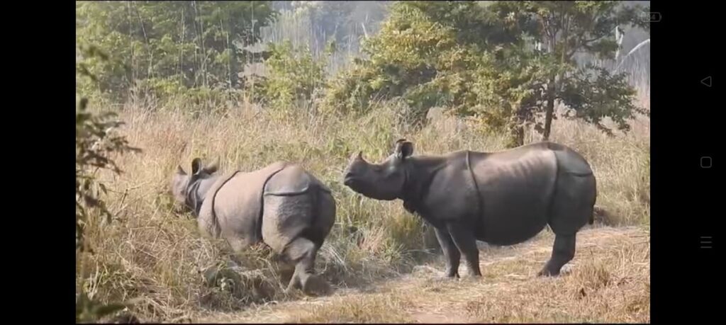 बाड़े से निकलकर खुले में विचरण करेंगे गैंडे