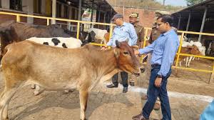 अमरोहा में यूट्यूबर की रील बनाने के लिए भैंसें पर चढ़कर पहुंचा सरकारी अस्पताल, मचाया बवाल!