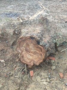 चांदपुर जनपद बिजनौर मे शीशम का पेड़ काटने पर नोटिस जारी